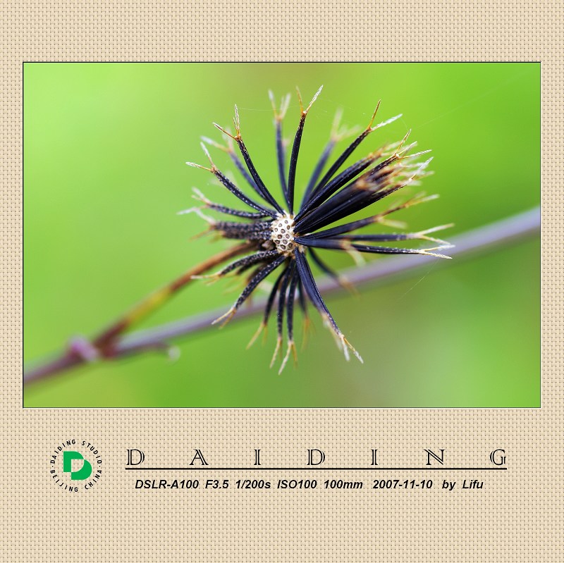 奇花异草 摄影 daiding