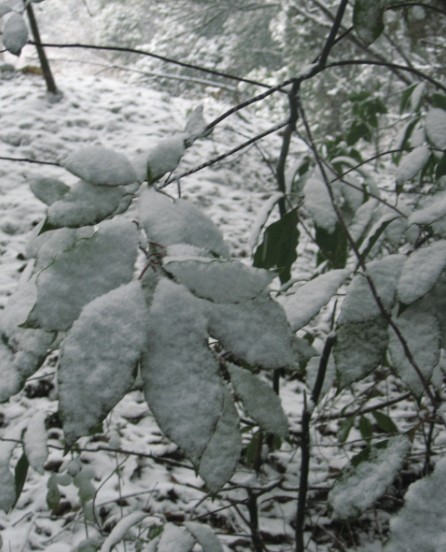 下雪啦 摄影 毛毛熊抱抱