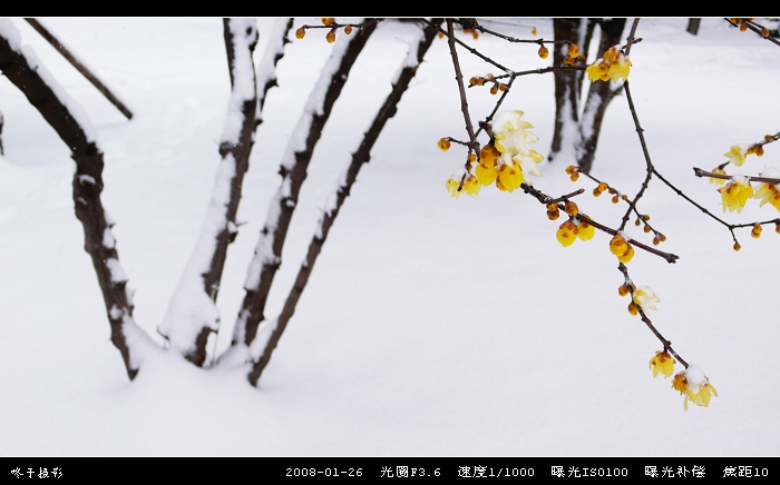 金梅傲雪,只为伊人 摄影 咚子