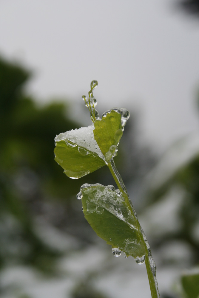 傲雪新芽 摄影 雪斌