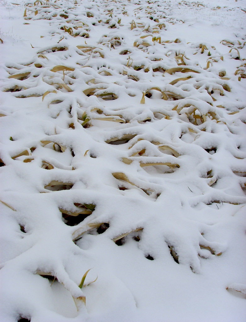 雪韵 摄影 思灵山人