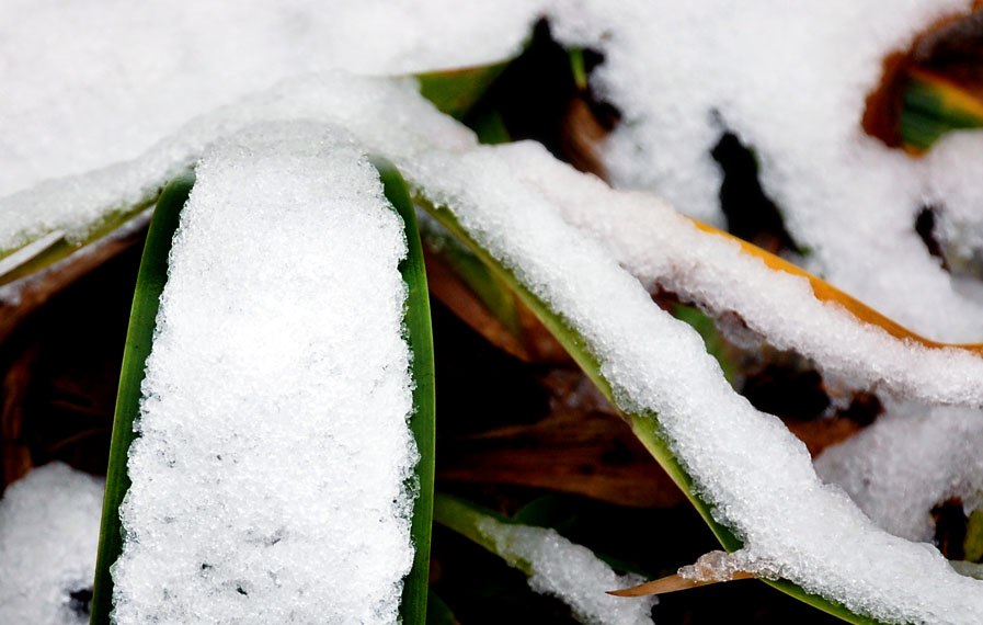 新雪 摄影 新雪初阳