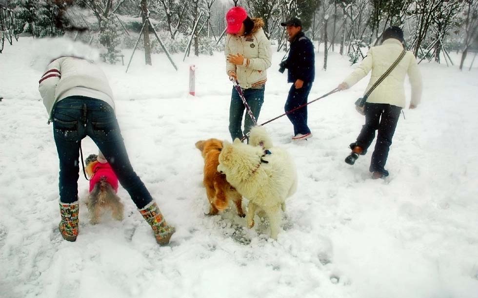 雪中情趣 摄影 lingsu