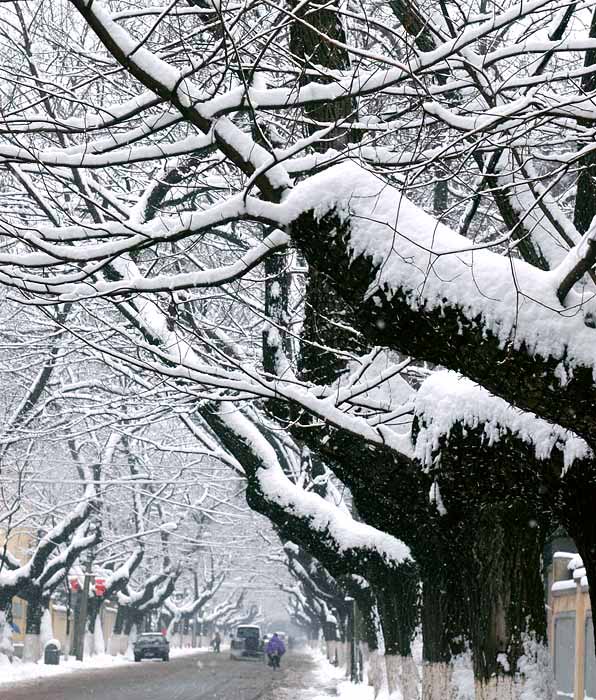 2008年的雪·南京 摄影 大张