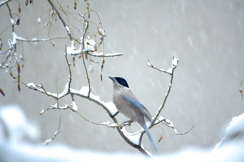 雪与鸟 摄影 虹桥梧桐