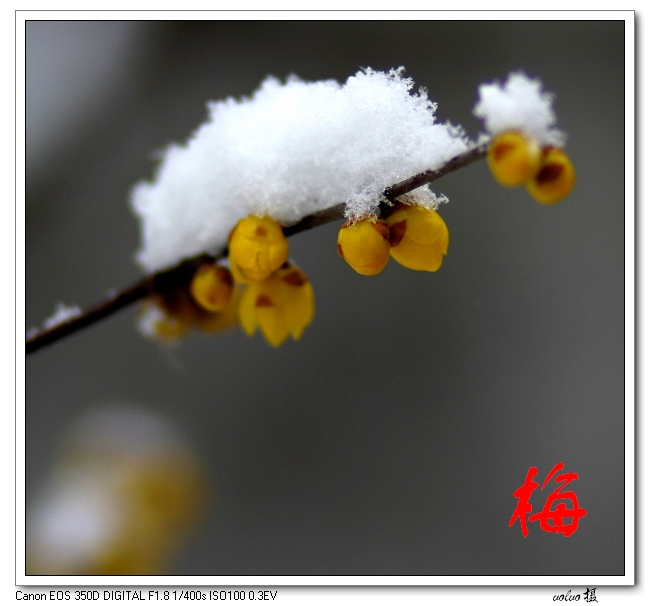 傲雪之梅 摄影 volvo