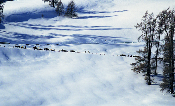 雪途漫漫 摄影 花无语