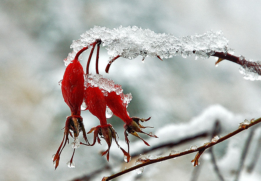 傲雪 摄影 yanzhang