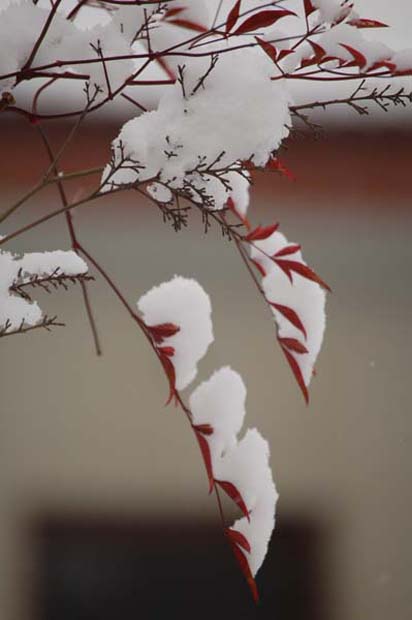 雪景 摄影 车桥小生