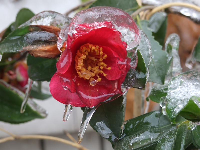 冰雪茶花 摄影 閒雲野鹤