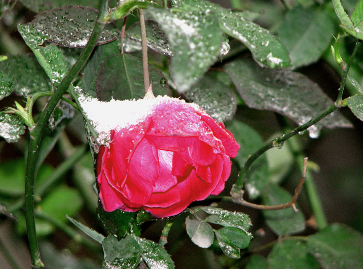 傲霜雪 摄影 怀能