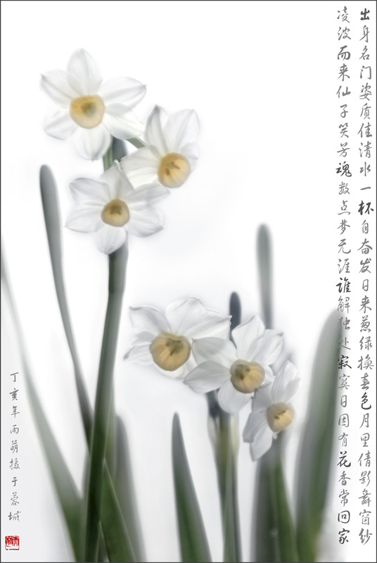 花非花 摄影 wnagdj