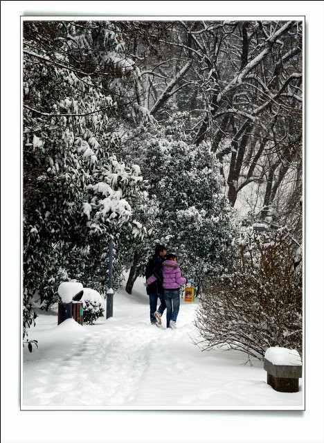 踏雪 摄影 老树新芽