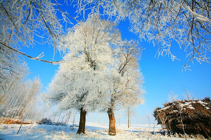 情侣树 摄影 平遥抒雪