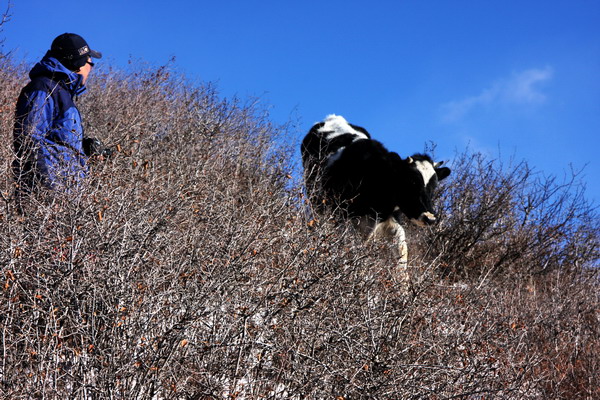 俯冲 摄影 GAOWA