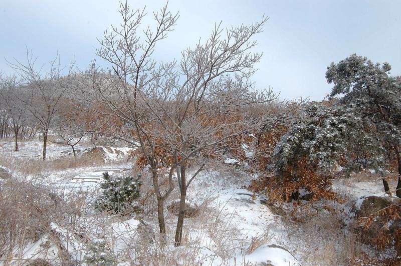 雪中双舞 摄影 ms红树林