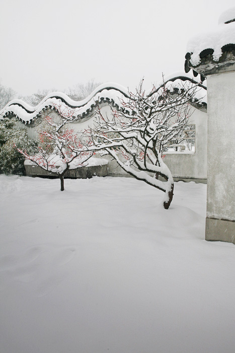 《雪梅雅趣》 摄影 阿亮南京