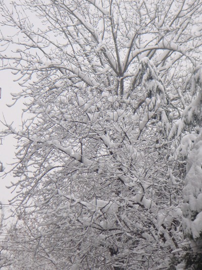 雪景 摄影 岚馨