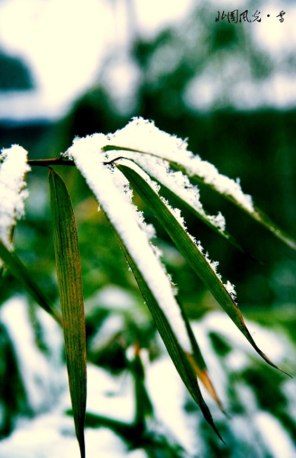 西安 大雪 摄影 橘子红了