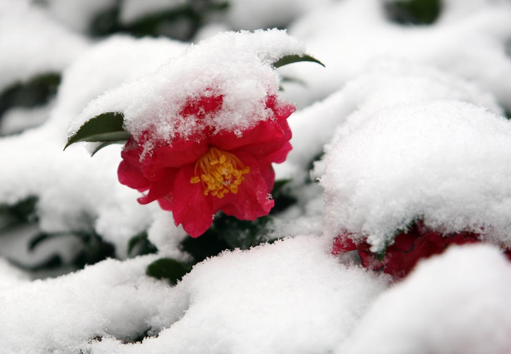 雪中花 摄影 虎虎9571