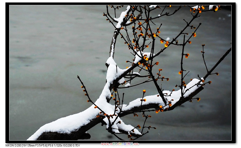 踏雪寻梅 摄影 古楚浪人