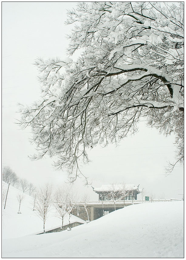 瑞雪照新年 摄影 冒号