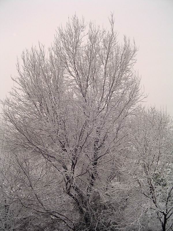 一树的霜雪 摄影 荒郊野外