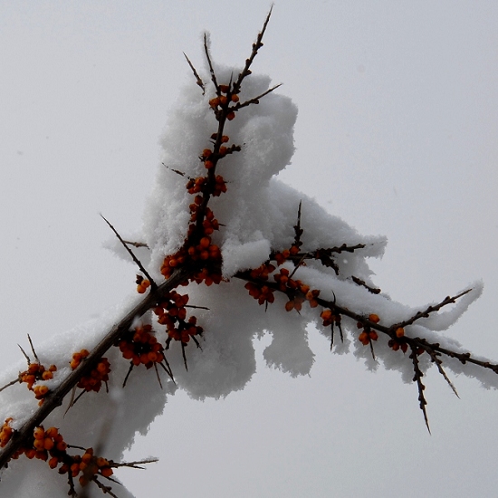 雪中情思 摄影 红色经典