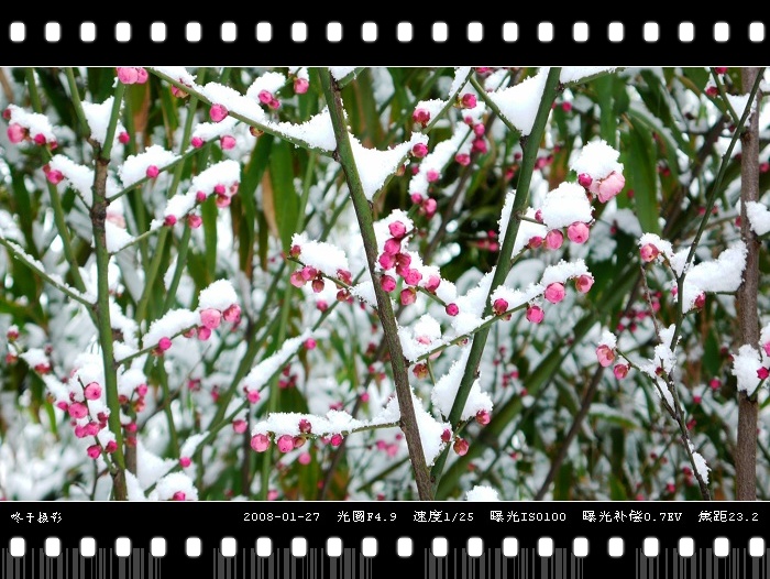 傲立寒风冰雪消，梦见绿柳暖春到 摄影 咚子