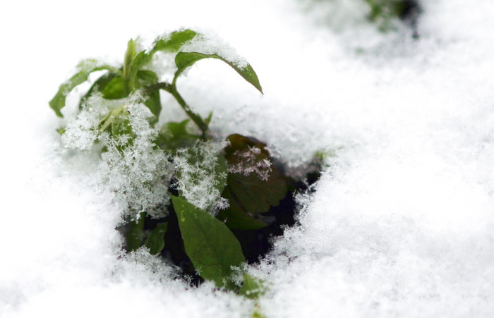 雪花 摄影 飘雪儿