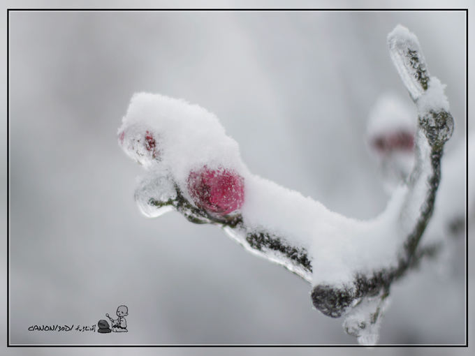 雪裹红梅(2) 摄影 天地间