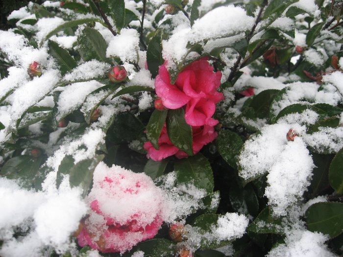 雪梅 摄影 兴安雪