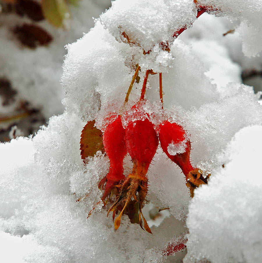 傲雪 摄影 yanzhang