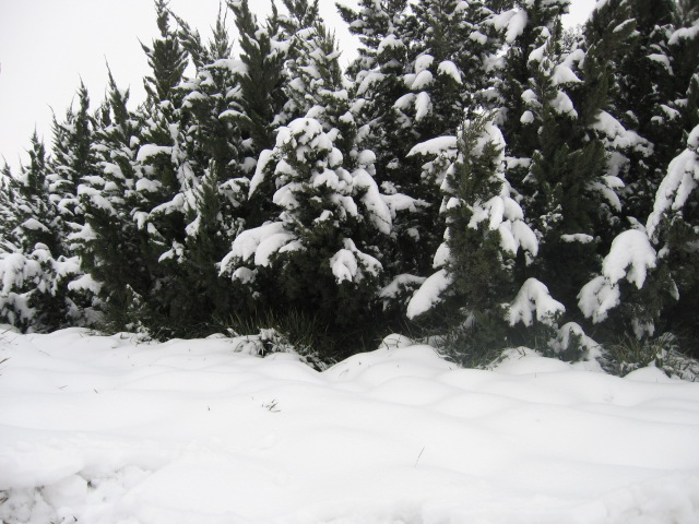 雪 摄影 小陕