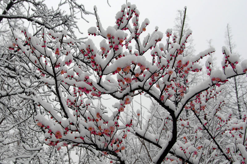 雪中红梅 摄影 秋冬