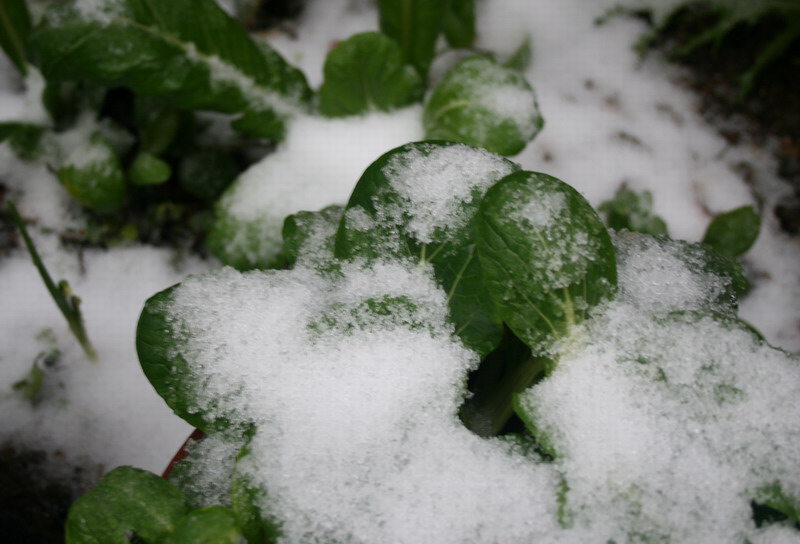 薄雪 摄影 江上清风