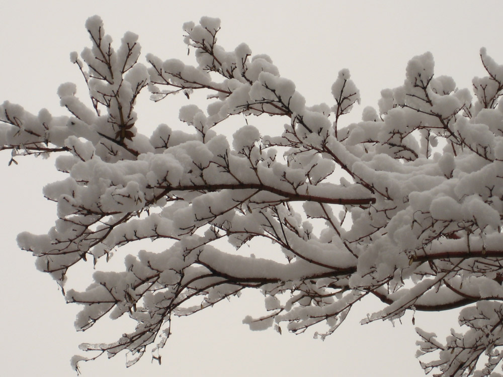 雪景 摄影 黎老太