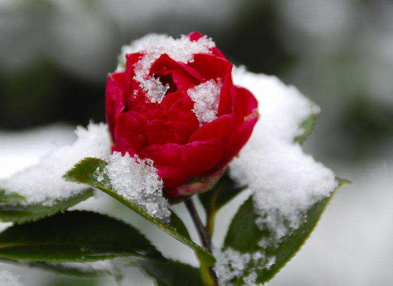 雪吻 摄影 A冰馨