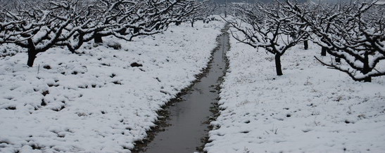 雪临桃园 摄影 文竹682