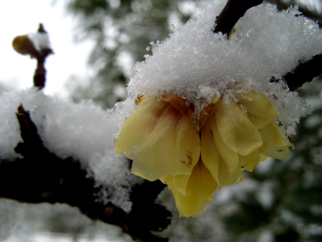 雪压枝头 摄影 茶叶336699