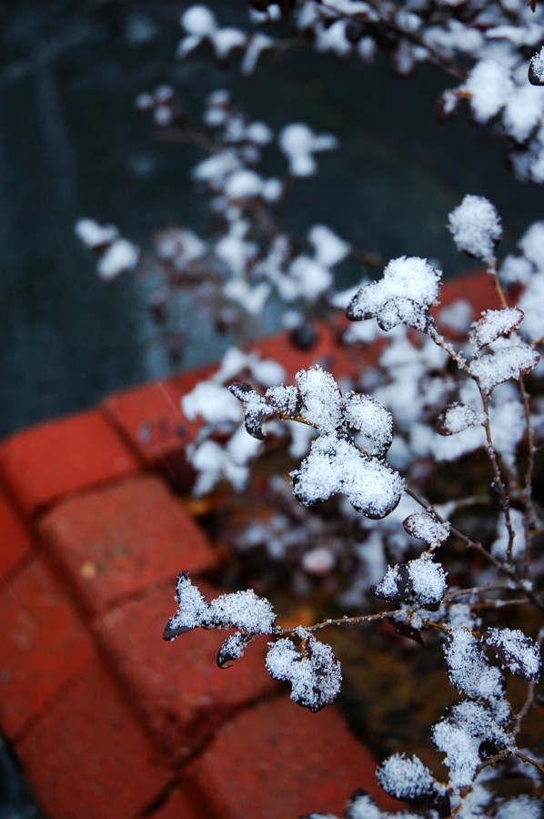 2008年的第一场雪 摄影 曼倩