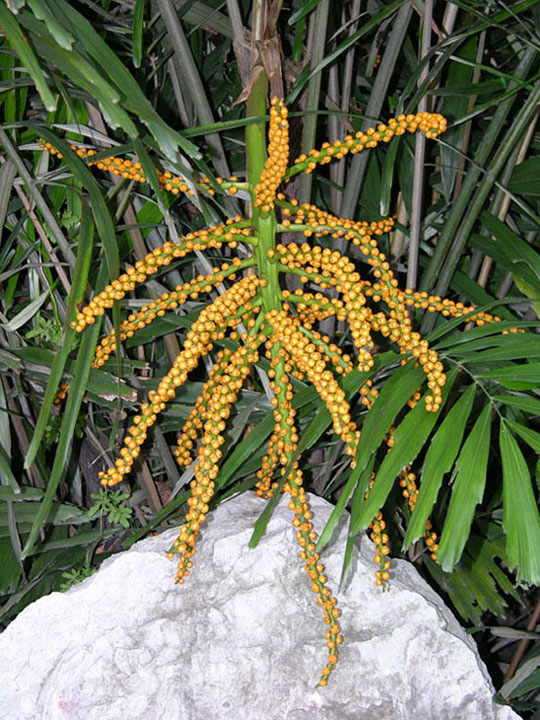 植物 摄影 山松