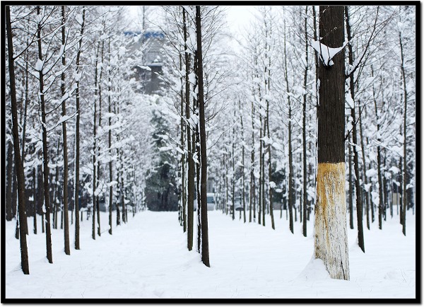 扬州的雪景 摄影 小花匠