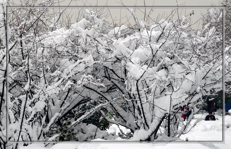 雪舞银蛇 摄影 徒工