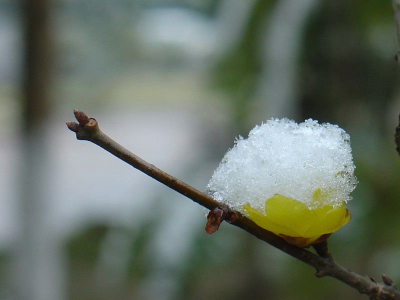 瑞雪.腊梅 摄影 晨风轻拂