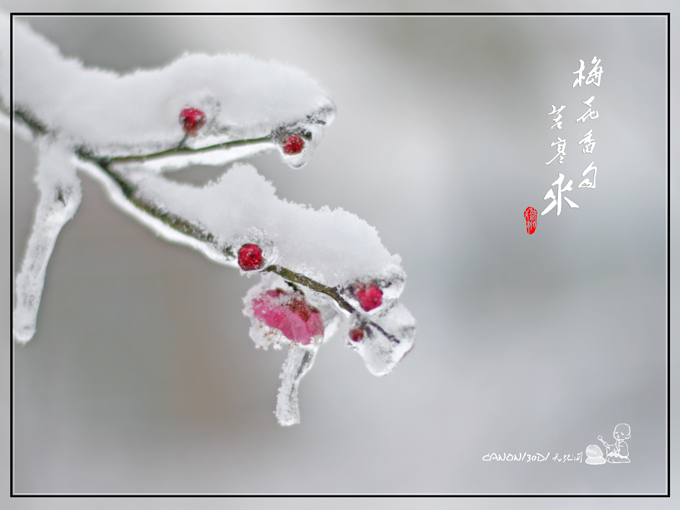 雪裹红梅（3） 摄影 天地间