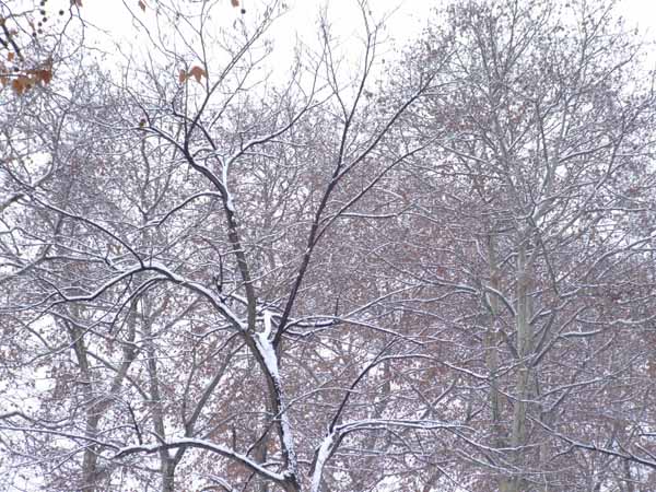 雪梧桐 摄影 一代雄鹰