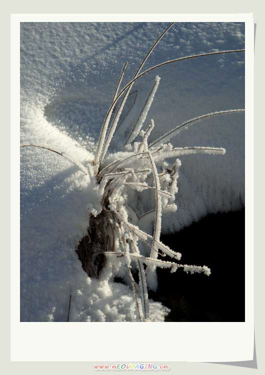 雪草 摄影 云中飞燕