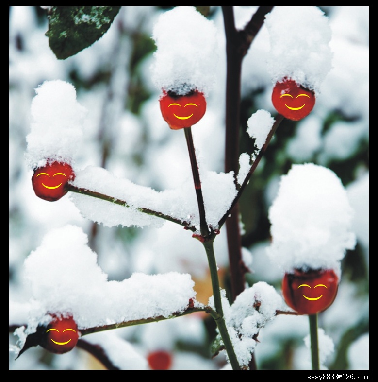 雪中小品-1 摄影 靠山屯