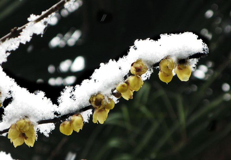 雪压梅花香愈浓 摄影 快乐瞬间